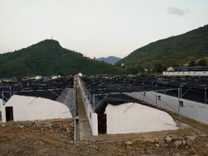 貴州大棚建設