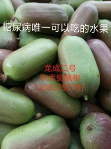 山西龍成二號兩年苗