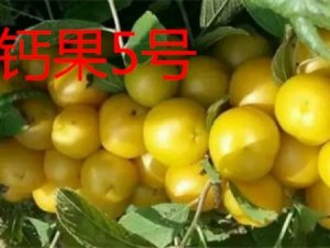 鈣果 歐李 哈波一號
