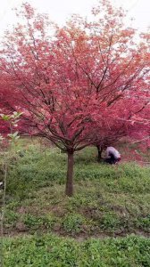 紅楓樹