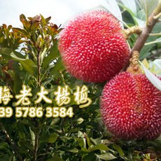 浙江產(chǎn)地楊梅果樹苗 5-8公分粉紅種楊梅樹苗