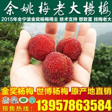 浙江產(chǎn)地楊梅果樹苗 4公分粉紅種楊梅樹苗 正宗楊梅嫁接苗批發(fā)