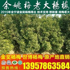 正宗浙江粉紅種楊梅樹苗 3公分楊梅果樹苗 新品粉紅楊梅苗批發(fā)