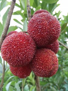臺(tái)州黃巖上施各類(lèi)苗木