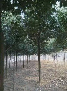 河南大葉女貞價格|南陽大葉女貞合作社|南召縣大葉女貞