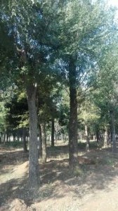 河南國槐價格|南陽國槐合作社|南召縣國槐