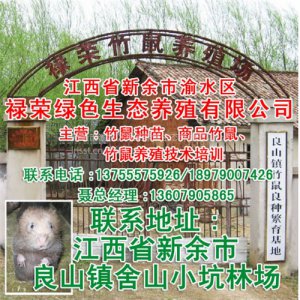 祿榮商品鼠養殖